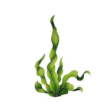 Artistry In Mosaics Seaweed Porcelain Pool Design 16" x 11"